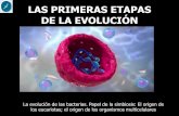 LAS PRIMERAS ETAPAS DE LA EVOLUCIÓN