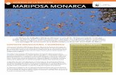 08 reserva de la biosfera 18 mariposa monarca