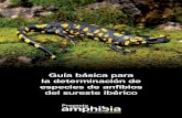 Guía básica para la determinación de especies de anfibios ...