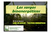 Los sorgos bioenergéticos