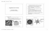 Capítulo 19: Virus