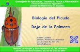 Biología del del PicPicudoudo Rojo de la Palmera