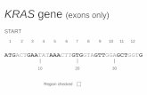KRAS gene (exons only) - yourgenome.org