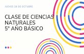 CLASE DE CIENCIAS NATURALES 5º AÑO BÁSICO