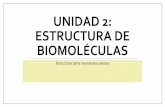 Unidad 4: Estructura de biomoléculas