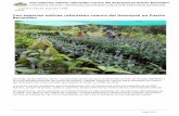 Con especies nativas reforestan cuenca del Anacayali en ...