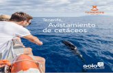 Tenerife, Avistamiento de cetáceos