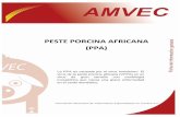 peste porcina africana (ppa) - AMVEC