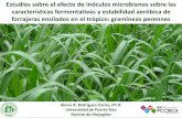 Estudios sobre el efecto de inóculos microbianos sobre las ...
