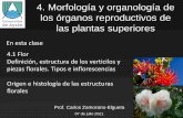 4. Morfología y organología de los órganos reproductivos ...