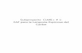 Subproyecto CLME+ # 1: EAF para la Langosta Espinosa del ...