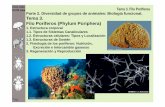 Tema 3. Filo Poríferos ( Phylum Poriphera