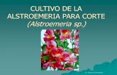 CULTIVO DE LA ALSTROEMERIA PARA CORTE (Alstroemeria sp.)