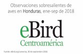 Observaciones sobresalientes de aves en Honduras, enero ...