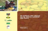 El cultivo del ulluco en la sierra central del Perú