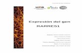 Expresión del gen RARRES1