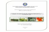Incremento de la producción de Solanum lycopersicumL. cv ...