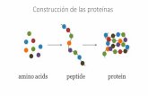 Construcción de las proteínas