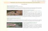 Boletín de Avisos Fitosanitarios Forestales