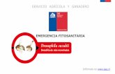 EMERGENCIA FITOSANITARIA - ASOEX