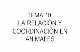 TEMA 10: LA RELACIÓN Y COORDINACIÓN EN ANIMALES