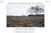 Manejo sanitario de los ovinos - argentina.gob.ar