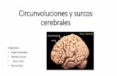 Circunvoluciones y surcos cerebrales