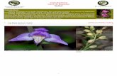 Cephalanthera Clave de Especies - Biodiversidad Virtual
