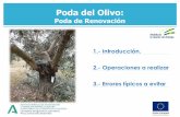 Poda del Olivo - ASAJA Jaén