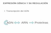 ADN ARN Proteínas - U-Cursos