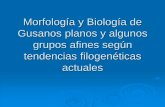 Morfología y Biología de Gusanos planos y algunos grupos ...