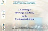 La moringa (Moringa oleifera) en la Península Ibérica