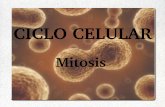 Tema 2: Mitosis y meiosis - WordPress.com