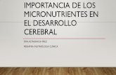 Importancia de los micronutrientes en el desarrollo cerebral