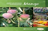Revisado en octubre 2020 - Mango.org
