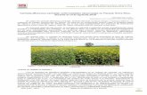 Carinata (Brassica carinata): enfermedades observadas en ...