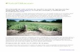 Preparación de suelo, plantación y aporca en el cultivo de ...
