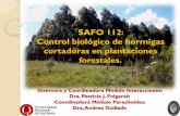 SAFO 112: Control biológico de hormigas forestales.