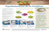 Fundamentos de la Coliflor - Food Hero