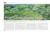 Bosques tropicales: problema