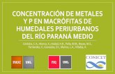 CONCENTRACIÓN DE METALES Y P EN MACRÓFITAS DE HUMEDALES ...