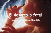 El desarrollo fetal - img1.wsimg.com