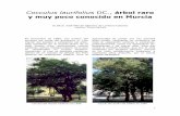Cocculus laurifolius DC., árbol ... - ARBOLES ORNAMENTALES