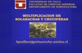 MULTIPLICACION DE SOLANACEAS Y CRUCIFERAS