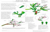 Taxonomía Árbol de Jade -Reino: Plantae -División ...