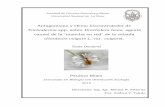 Trichoderma spp. sobre Drechslera teres, agente causal de ...