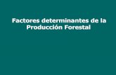 Factores determinantes de la Producción Forestal
