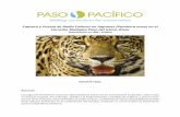Captura y Puesta de Radio Collares en Jaguares (Panthera ...