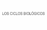LOS CICLOS BIOLÓGICOS