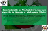 Caracterización de Phytophthora infestans